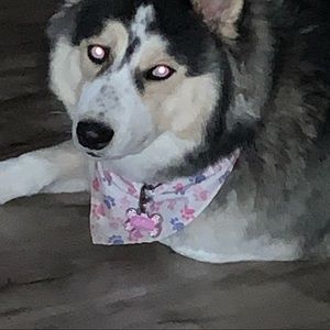 Meet your Posher, Eva